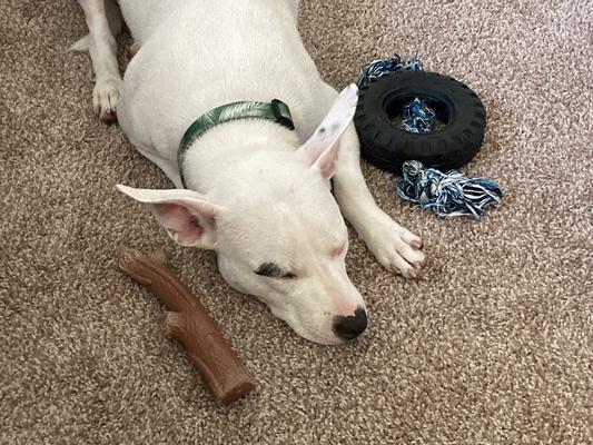 naptime after a long walk