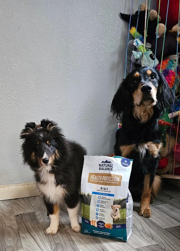 Poe (sheltie, 4 months) and Majora (mixed breed, 6)