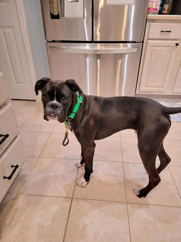 See his beautiful shiny coat!