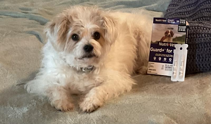 No fleas or ticks, yea!