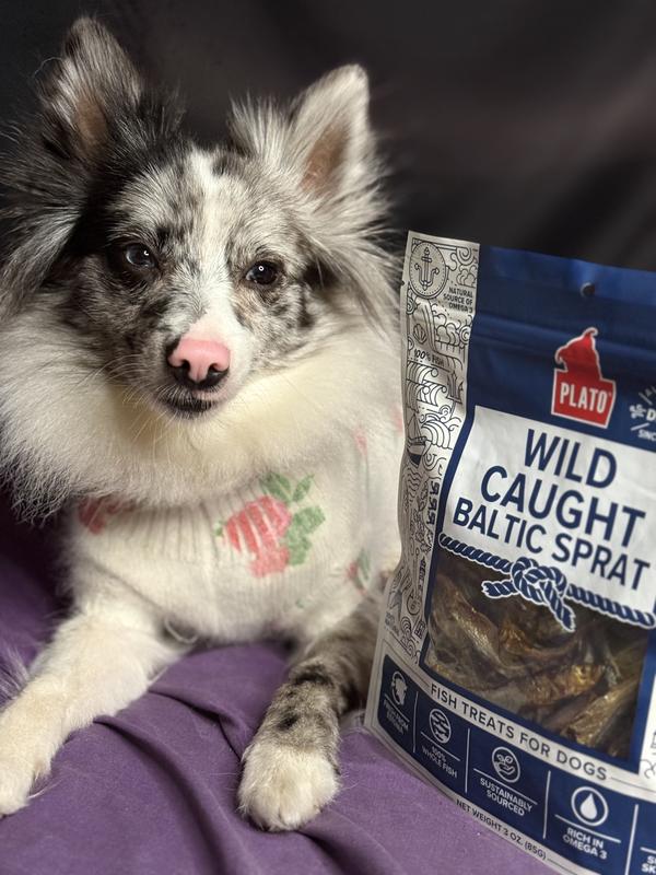 Cricket is pictured wearing a cozy white sweater with a subtle floral design, sitting comfortably while posing next to a bag of Plato Wild Caught Baltic Sprat Dog Treats