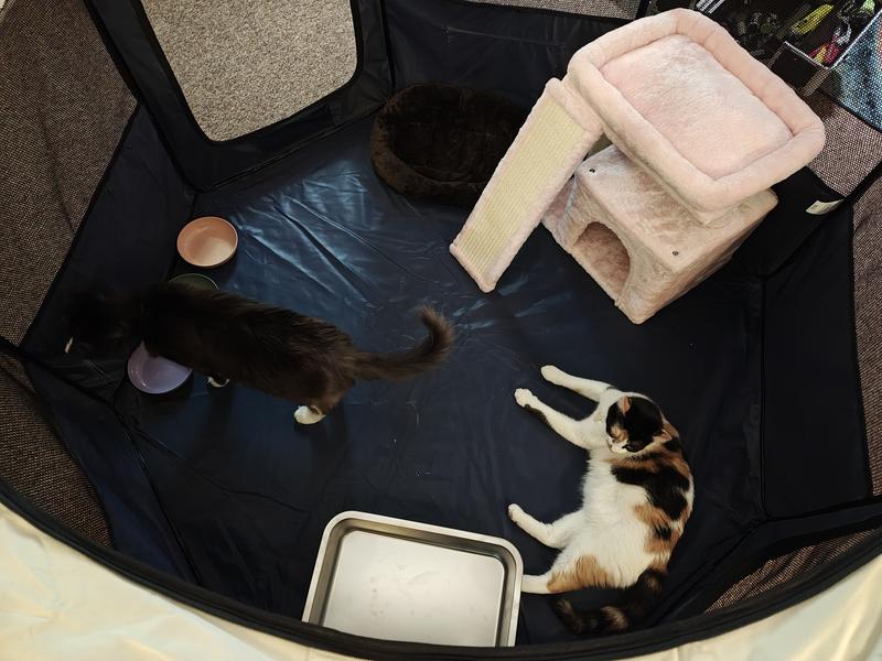 Really good size for a cat