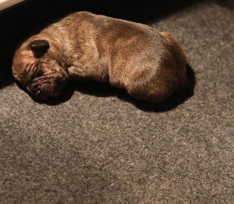 Pup sleeping on the whelping mat