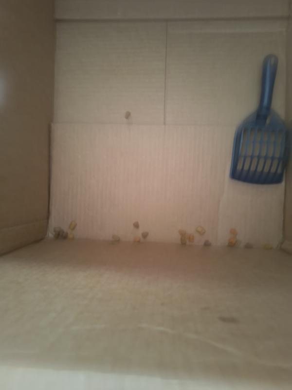 Cat food in bottom of delivery box