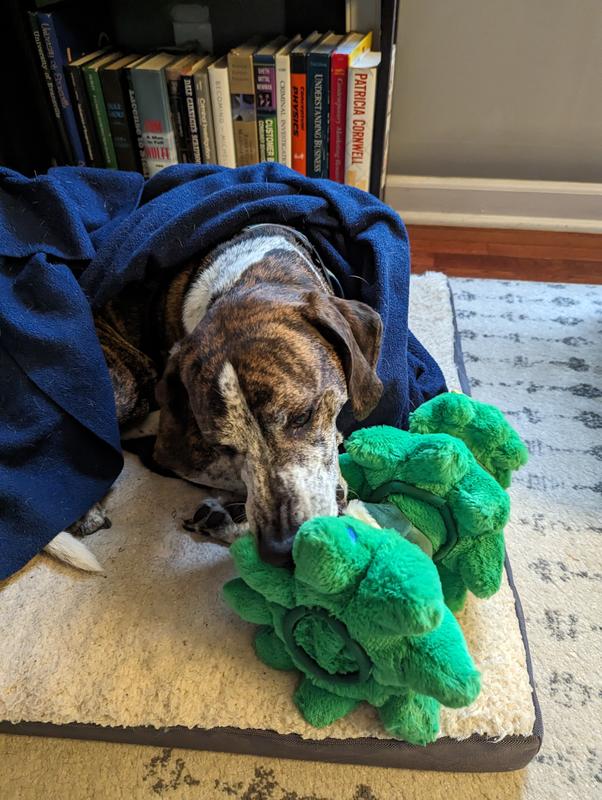 BUSY BUDDY TREAT HOLDING HEDGEHOG DOG TOY - Germansville, PA - Mill in  Germansville