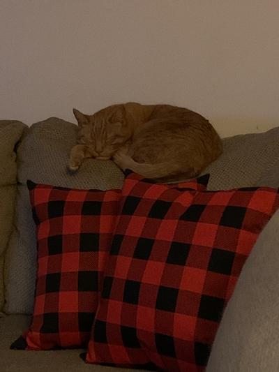 After two servings of Chicken in gravy chunks he’s out