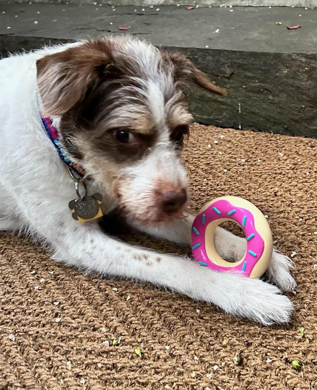 Frisco Peanut Butter Flavored Donut Rubber Chew Dog Toy for Heavy Chewers