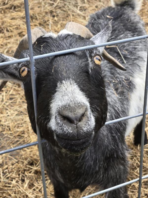 NUTRENA Country Feeds 16% Pellet Goat Feed, 50-lb bag - Chewy.com