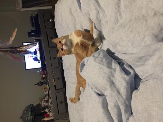 Pete loves the toys he gets from Chewys!