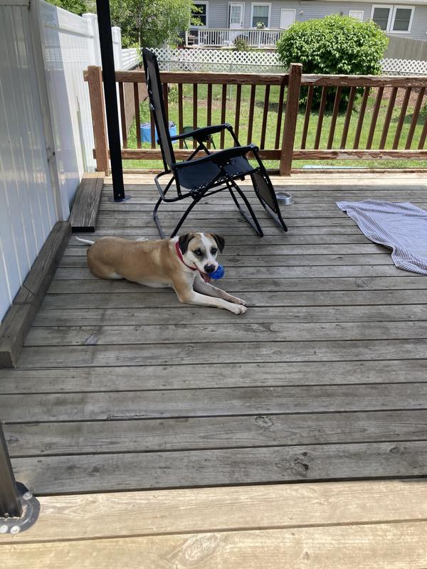 Marvin relaxing outside with the Large Kong Squeezz ball