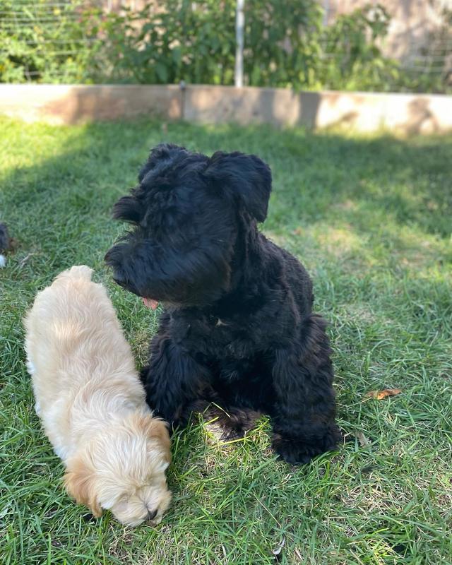 Winston and baby Jasper