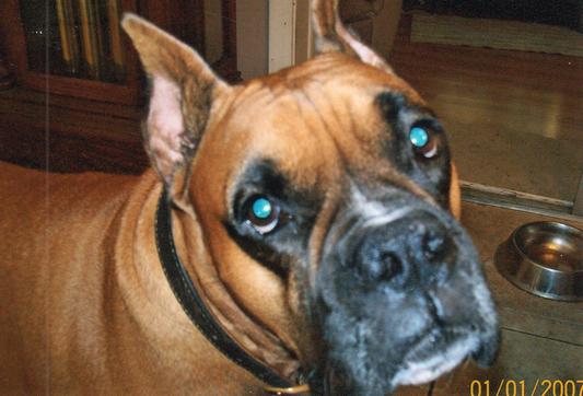 Duke-the BIG Man