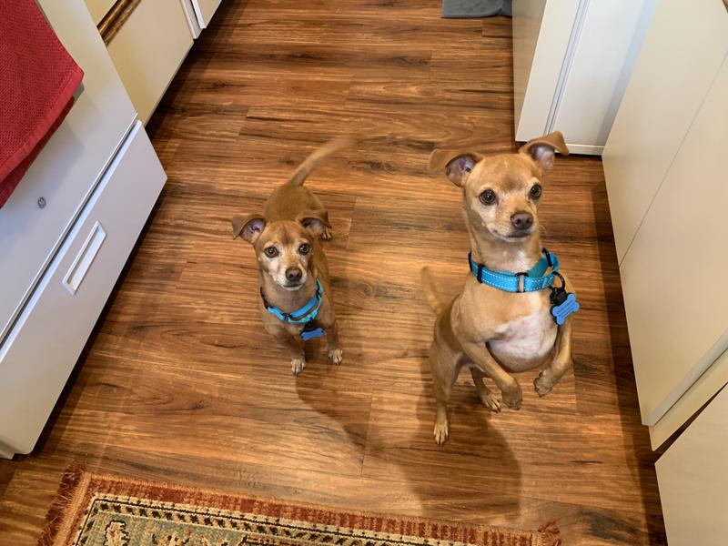 Brownie and Charlie in the kitchen waiting for breakfast