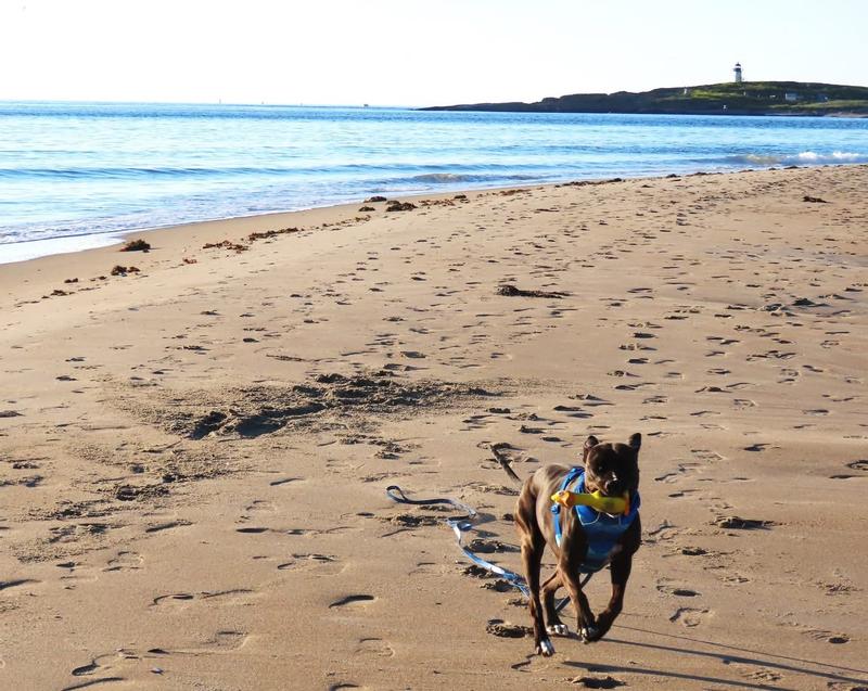 She is greyhound/whippet like bully mix. Runs like the wind