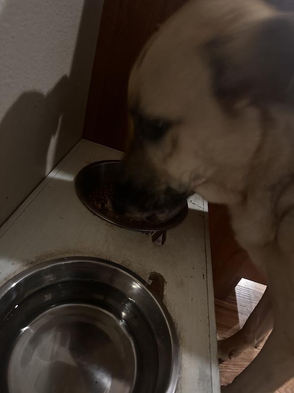 I added it to his normal kibble.