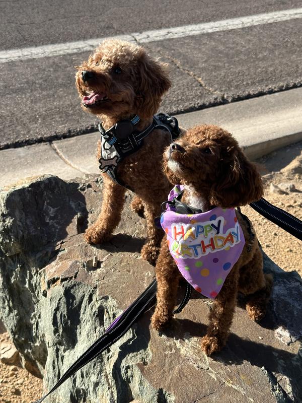 Happy & well fed pups