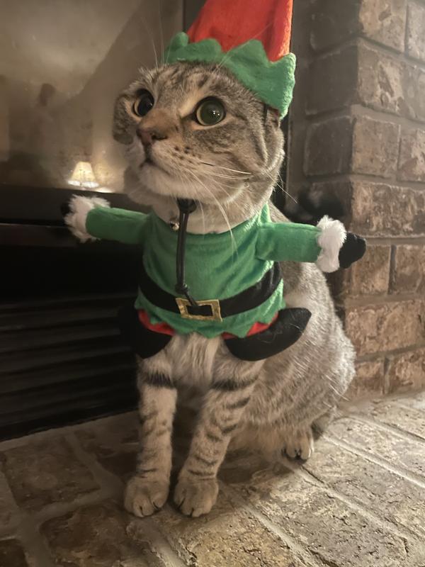 Elf 2025 costume cat