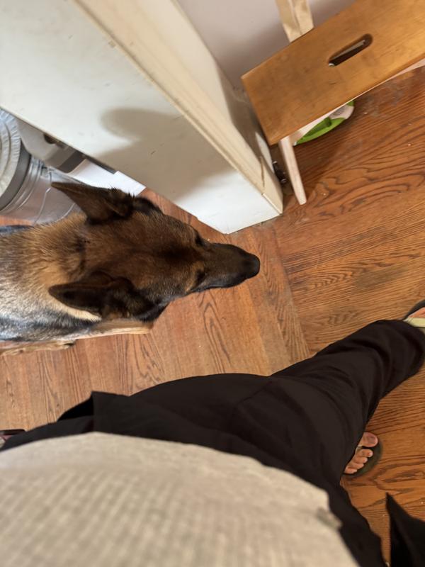 He’s been without a training collar for a bit, put this one on to fine tune some things and it’s like he left training yesterday.