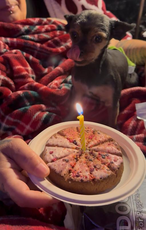 Belle Birthday Cake 🎂