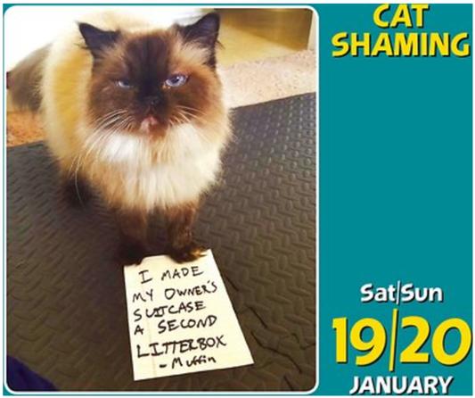 Cat Shaming 2019 Day to Day Calendar - Chewy.com