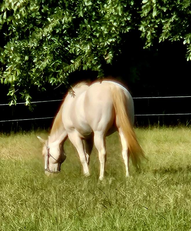 Cash, Cremello Gelding 14 yrs