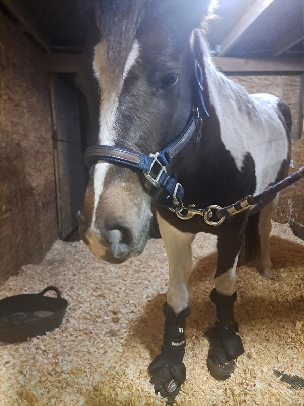 Tallulah's very happy to have her "Back on Track's" for the negative weather