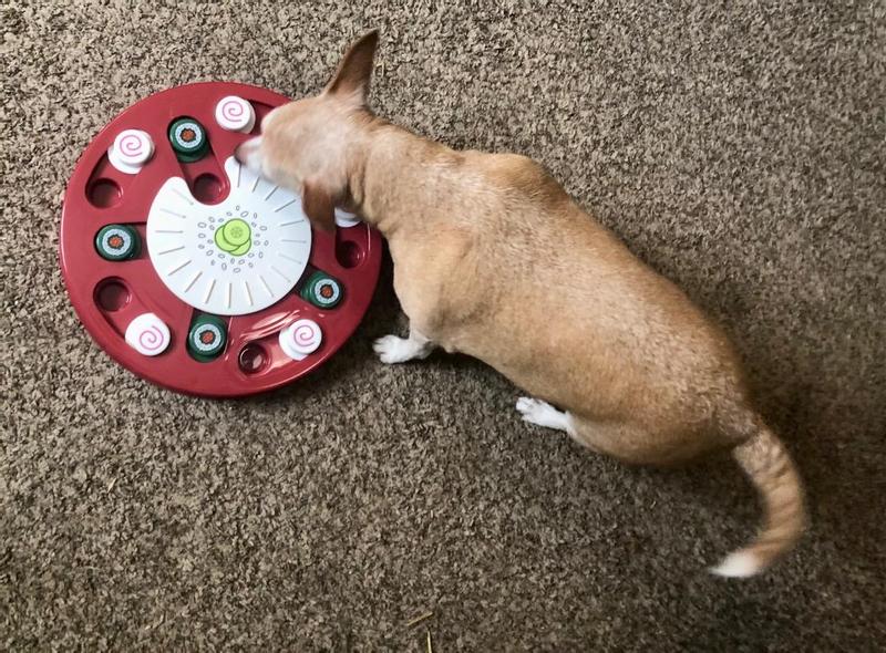 Frisco Watermelon Interactive Puzzle Dog Toy, Advanced