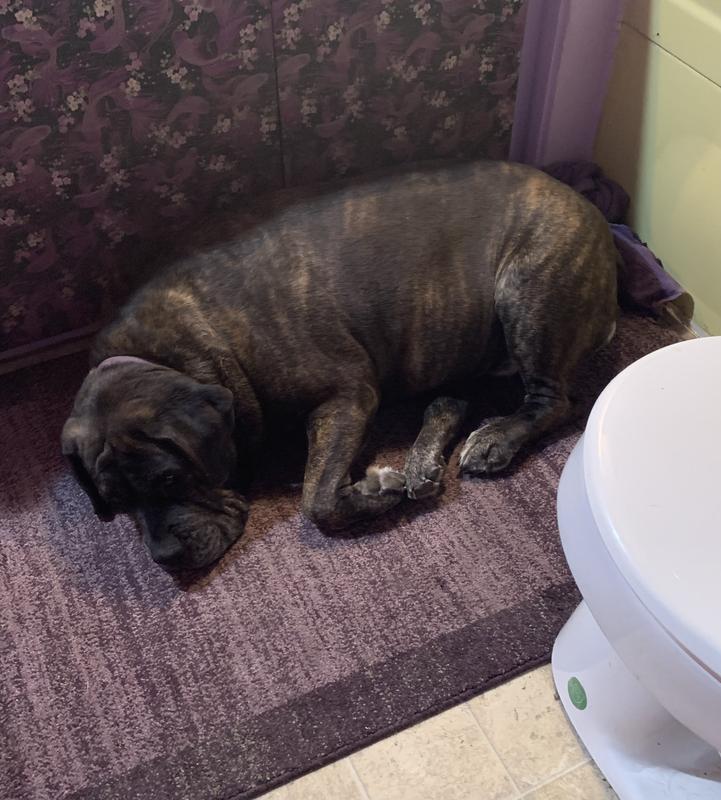 Puppy Mill dog worth anxiety