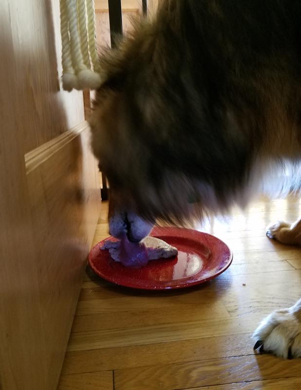 Teddy enjoying a patty.  I took him all of a minute to make it gone.