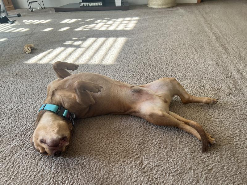 Great Color & Quality