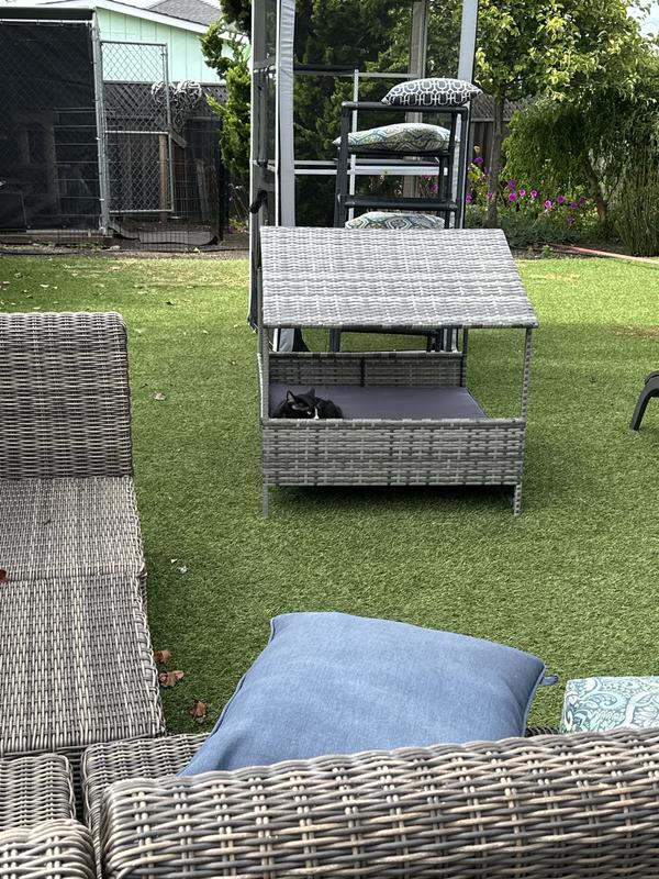 Just relaxing - surveying his domain