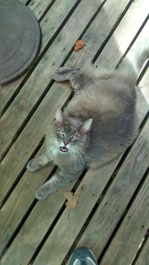 Scrappie he was a rescue