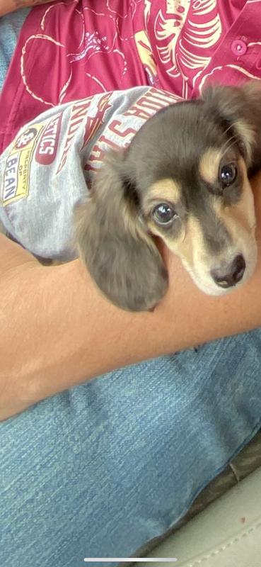 Florida State Seminoles, X-Small