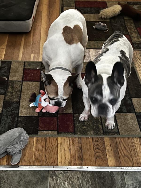 Hartley enjoying BARK Old Goldie Dog Plush Toy right out of the box and Wyatt waiting in the wings.