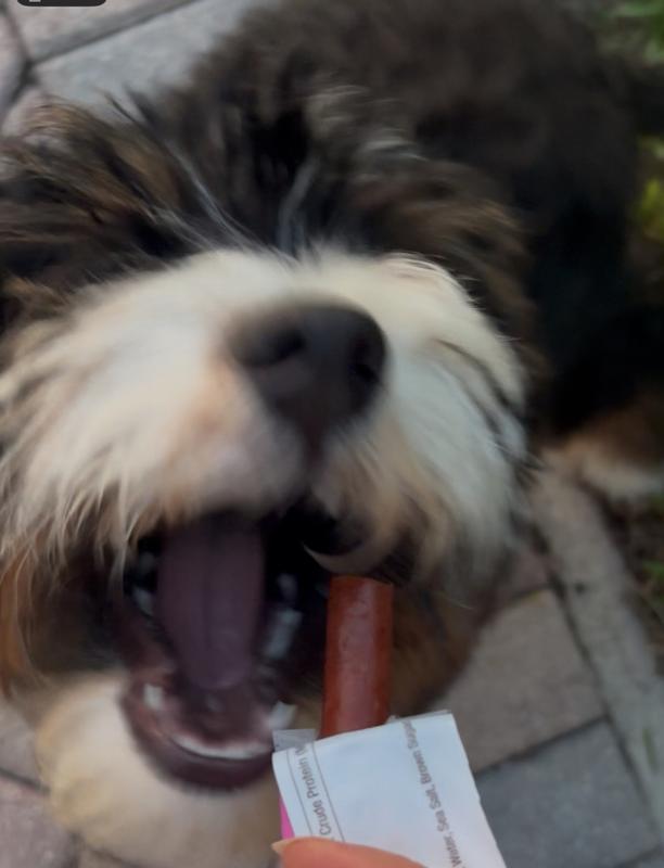 Ahsoka Loves the beef stick!