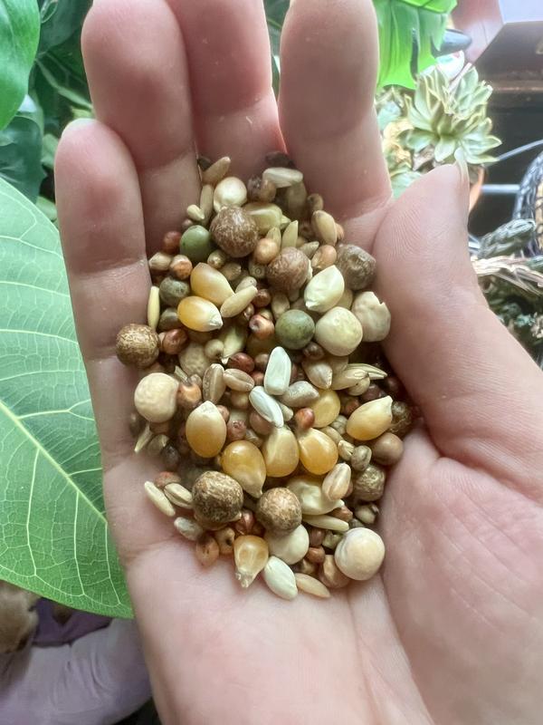 Handful of pigeon food showing the contents and bite sizes.