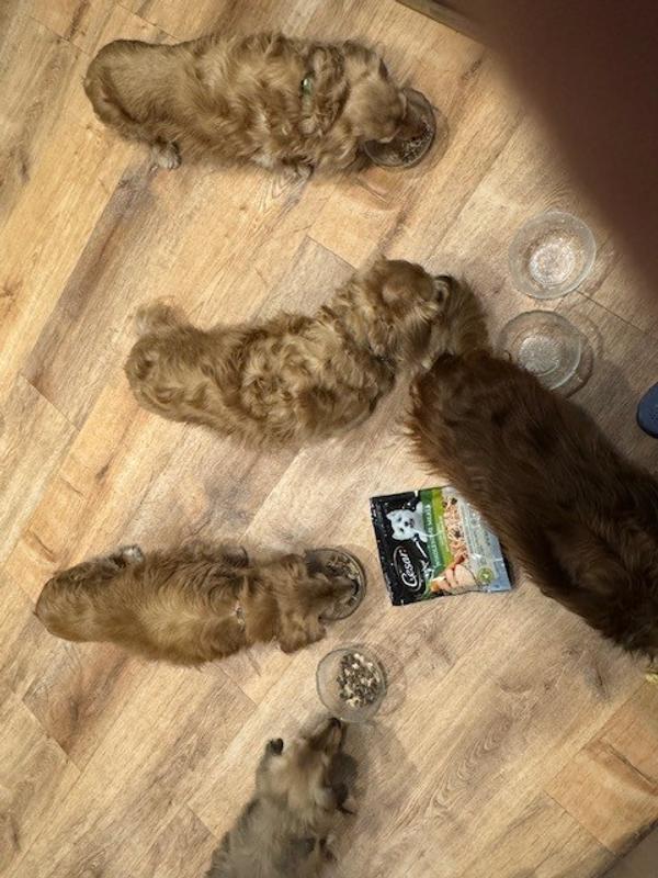 Dinner was so good!  Looking for more!
