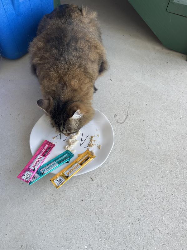 Male cat devouring the treats