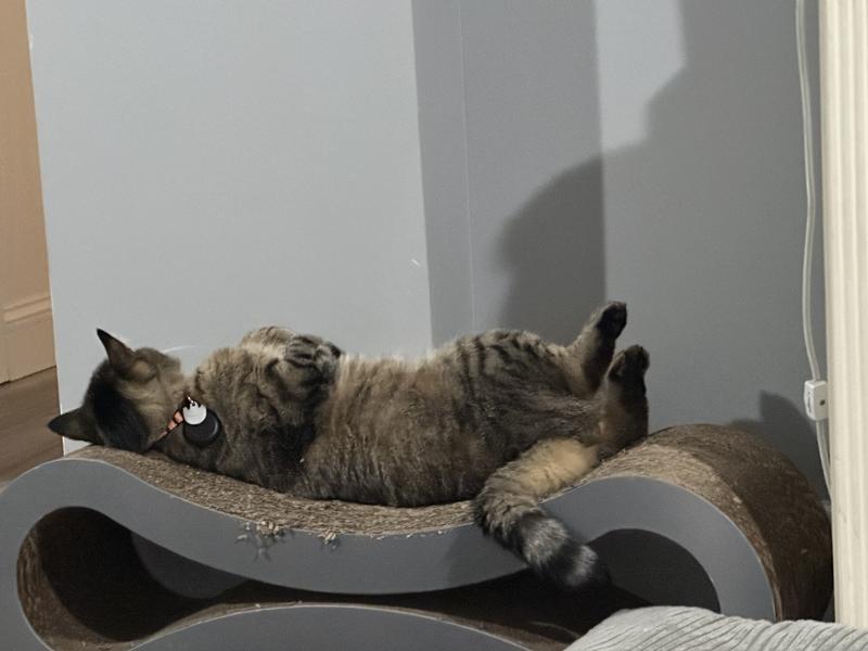 PETFUSION Ultimate Cat Scratcher Lounge Toy with Catnip PETFUSION Ultimate Cat Scratcher Lounge Toy with Catnip