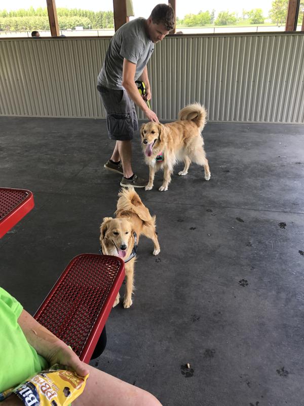 Mine is the mini golden doodle met a golden doodle like mine