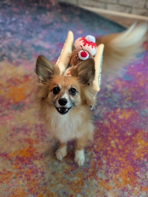Rider is the 14lb dog with prick ears. Whimsy has floppy ears and is 20lbs. This is a size medium.