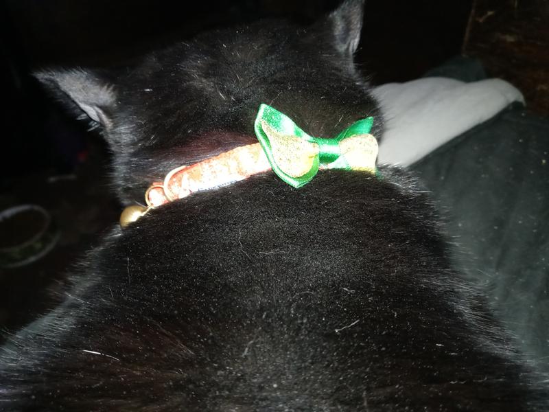 Also has green collar with red bow