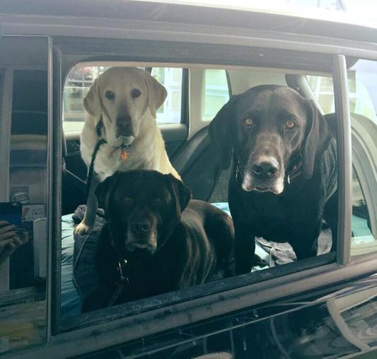 Waiting for treat at the coffee drive-thru