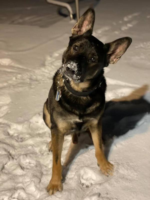 Then my soulmate, Kaizer, who LOVED the snow.