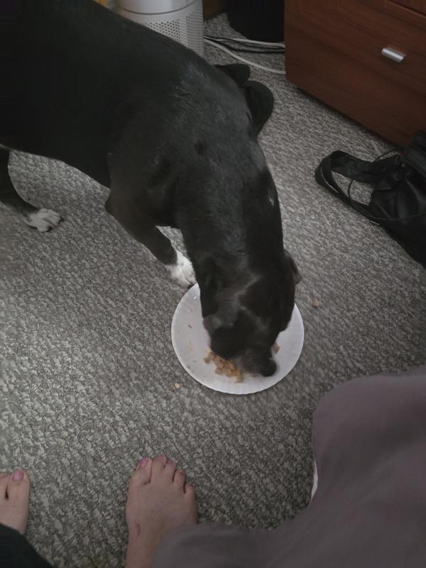 My second dog Teddy eating up the new Red Barn Hearty Stew