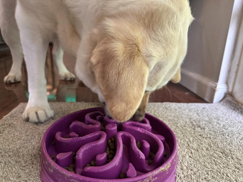 Food info and my dog impatiently waiting!