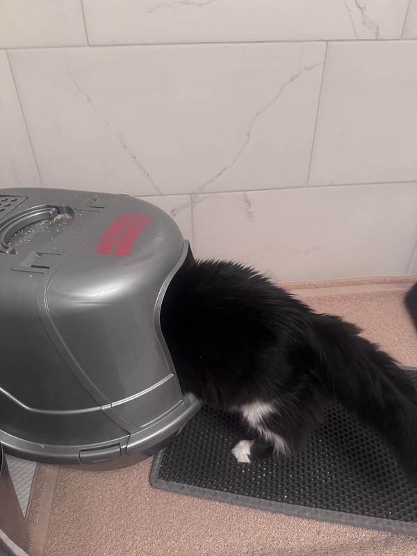 Cat covers his litter.