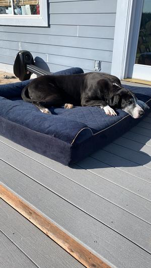My Big Baby enjoying some sunshine.