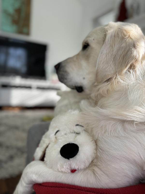 SmartPetLove Original Snuggle Puppy Heartbeat Stuffed Toy for Dogs. Pet  Anxiety Relief and Calming Aid, Comfort Toy for Behavioral Training in  Brown.