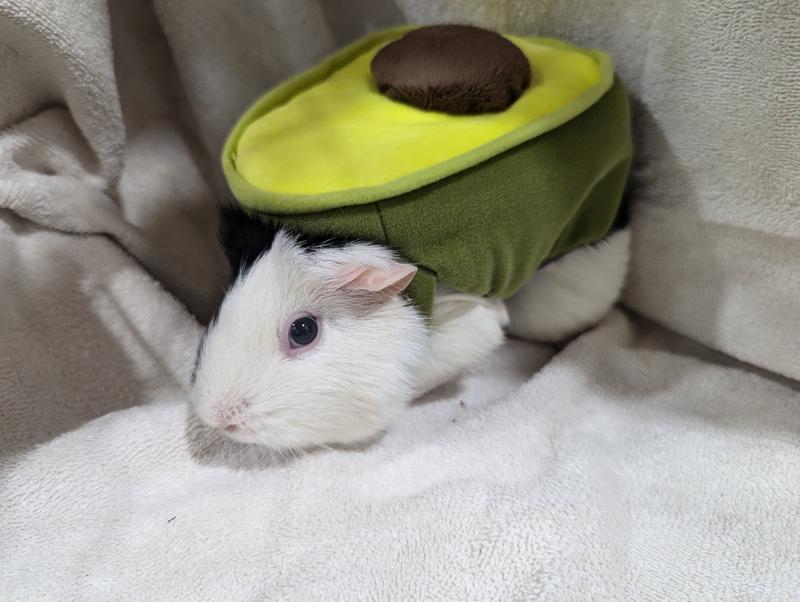 Guinea pig sushi costume hotsell